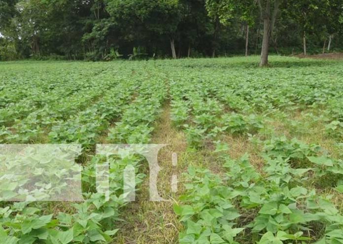 produccion-limay-03 nicaragua, produccion, esteli, san juan de limay, plan,