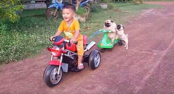 pug1