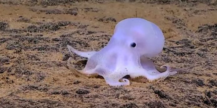 pulpo-fantasma