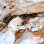 Australia: Por plaga de ratones evacúan a más de 400 reos de una cárcel australia, ratones, animales, plaga,