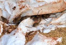 australia, ratones, animales, plaga,