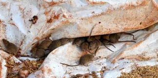 australia, ratones, animales, plaga,