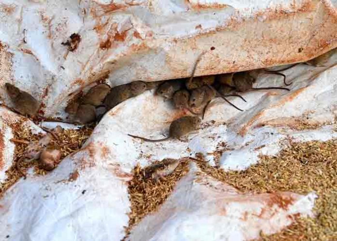 australia, ratones, animales, plaga,