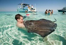 Una playa que tiene mascotas inusuales