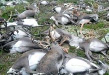 Un rayo mata a 300 renos en Noruega