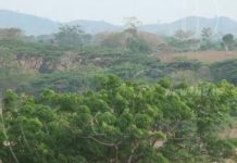 Dedica su vida a la reforestación en Nicaragua