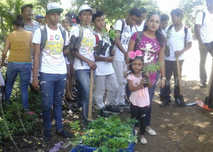 reforestacion