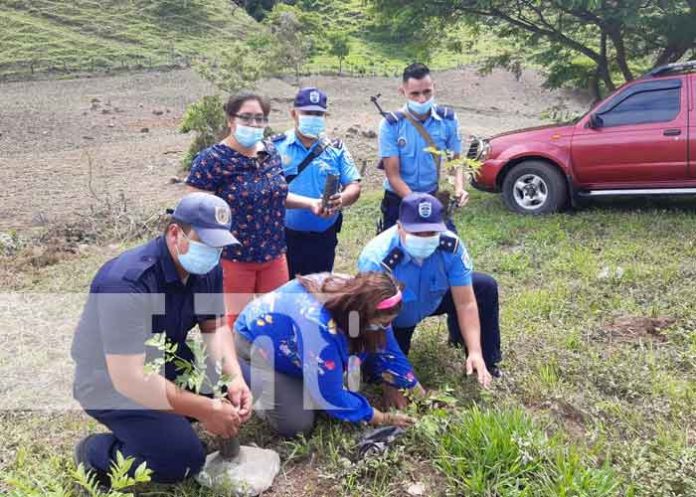 nicaragua, reforestacion, esteli, san nicolas, medio ambiente,