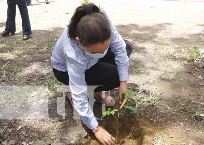 nicaragua, reforestacion, colegio, esteli,