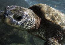 Obama crea la mayor reserva natural del planeta en su tierra natal