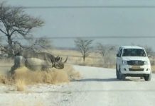 Rinoceronte embiste auto de turistas en un safari de África