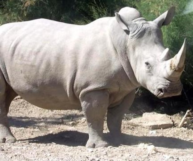 rinoceronte