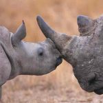 Rinoceronte bebé reaviva la esperanza de salvar su especie en EE.UU estados unidos, rinoceronte, animales,