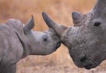 Rinoceronte bebé reaviva la esperanza de salvar su especie en EE.UU estados unidos, rinoceronte, animales,