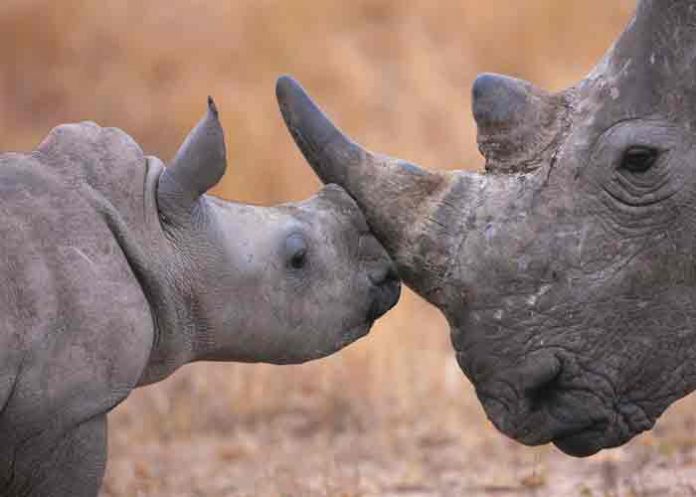 estados unidos, rinoceronte, animales,