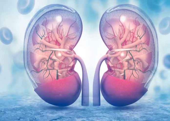 rinon2 riñon, enfermedad, dia mundial, cancer,