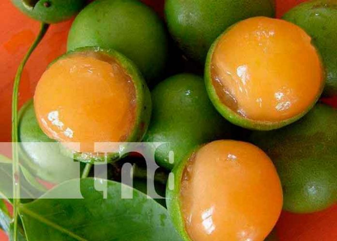 Nicaragua, rivas, niño, mamón,