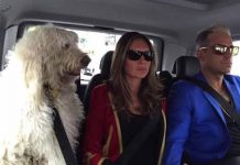 Mira el emotivo vídeo que Robbie Williams dedica a su cachorro