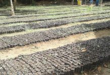 Marena impulsa reforestación de árboles rompevientos