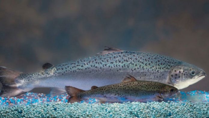 salmonmodificado2