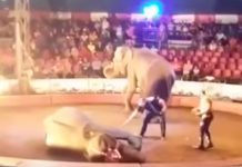 Muestran video de momentos críticos del elefante «Samba»