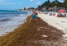 Aumentan las playas con abundante sargazo en el Caribe mexicano mexico, sargazo, playas,