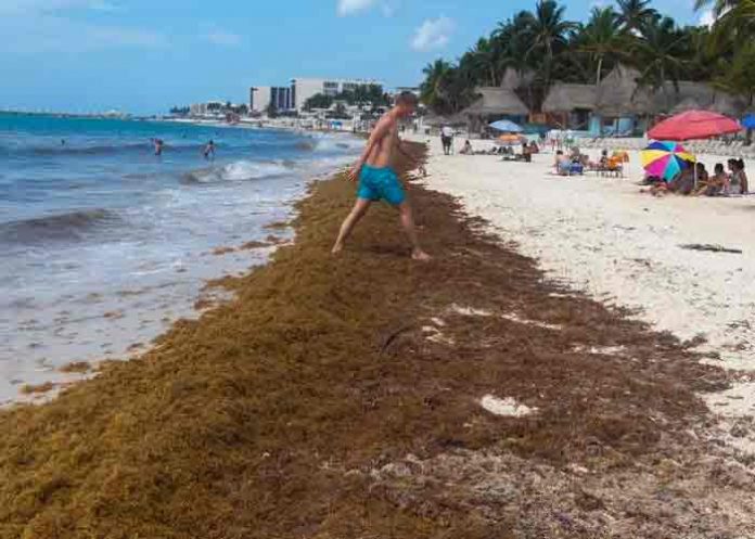 mexico, sargazo, playas,