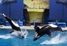SeaWorld dejará de criar orcas a causa de las críticas y presiones legales
