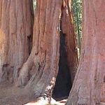 estados unidos, incendio forestal, secuoyas, medioambiente,