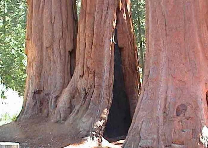 secuoyas- estados unidos, incendio forestal, secuoyas, medioambiente,