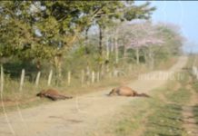Matan a 6 semovientes en fincas de Paiwas