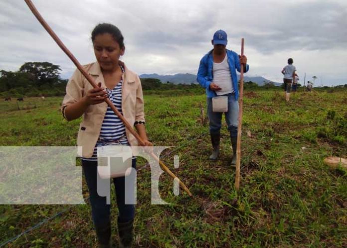 nicaragua, semillas, bonos, produccion, caribe,