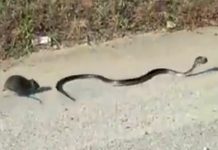 Impresionante: Mamá rata lucha contra una serpiente para salvar a su bebé