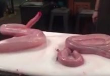 Serpiente decapitada revive en cocina de restaurante
