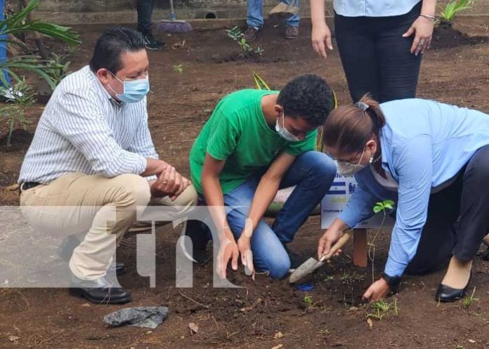 nicaragua, managua, siembra, arboles, colegio,