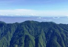 Guatemala: Denuncian a empresas por tala ilegal