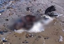 Hombre asegura haber descubierto el cadáver de una sirena