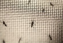 Colombia presenta más de 58 mil infectados por Zika