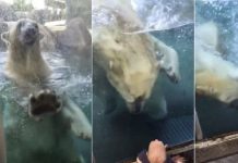Oso polar intenta comerse a bebé en zoológico