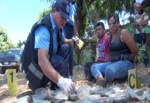 Los quiebran con 141 paquetes de hierba verde