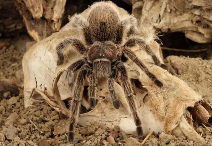 tarantula-portada