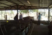 Realizan Taller Nacional sobre sanidad de aves