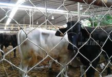 Lanzan proyecto de Producción de Terneros de Calidad