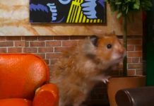 La entrada de Friends hecha con hamsters