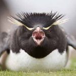 pinguinos gigantes