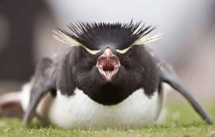 terrifyingpenguin-e1444411651513 pinguinos gigantes