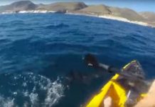 Lucha contra un tiburón mientras pescaba en su kayak