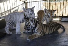 Nacen tigres en peligro de extinción en circo de Nicaragua
