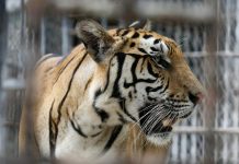 Tigre mata a cuidadora de animales en el sur de España