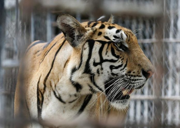 tigre